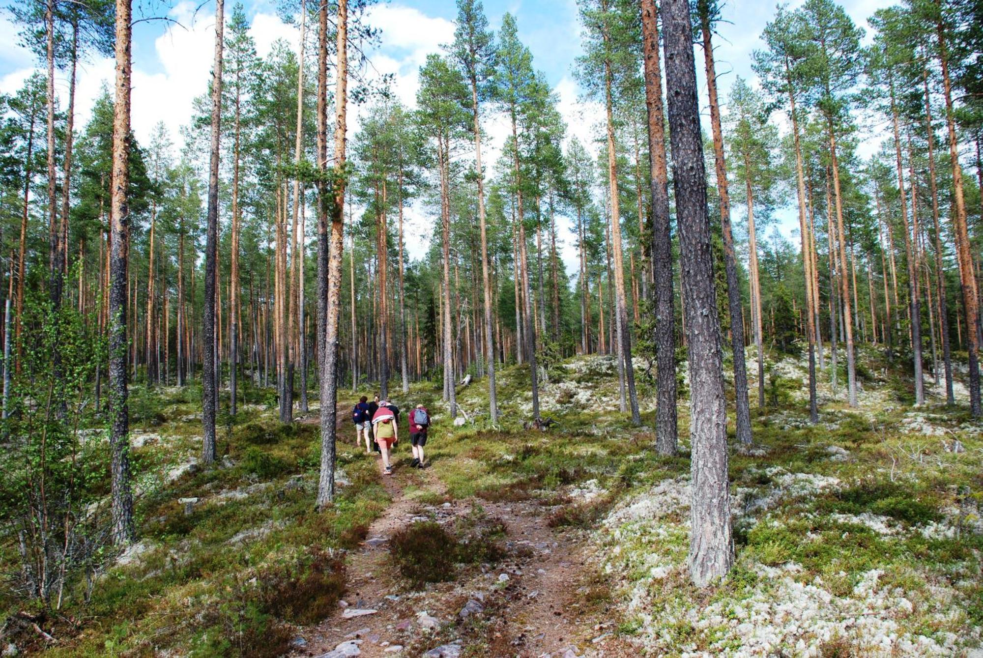 16 - Fulufjellets Nasjonalparker - Natur-, Dyre- Og Fugleopplevelser Ljørdal Exterior foto